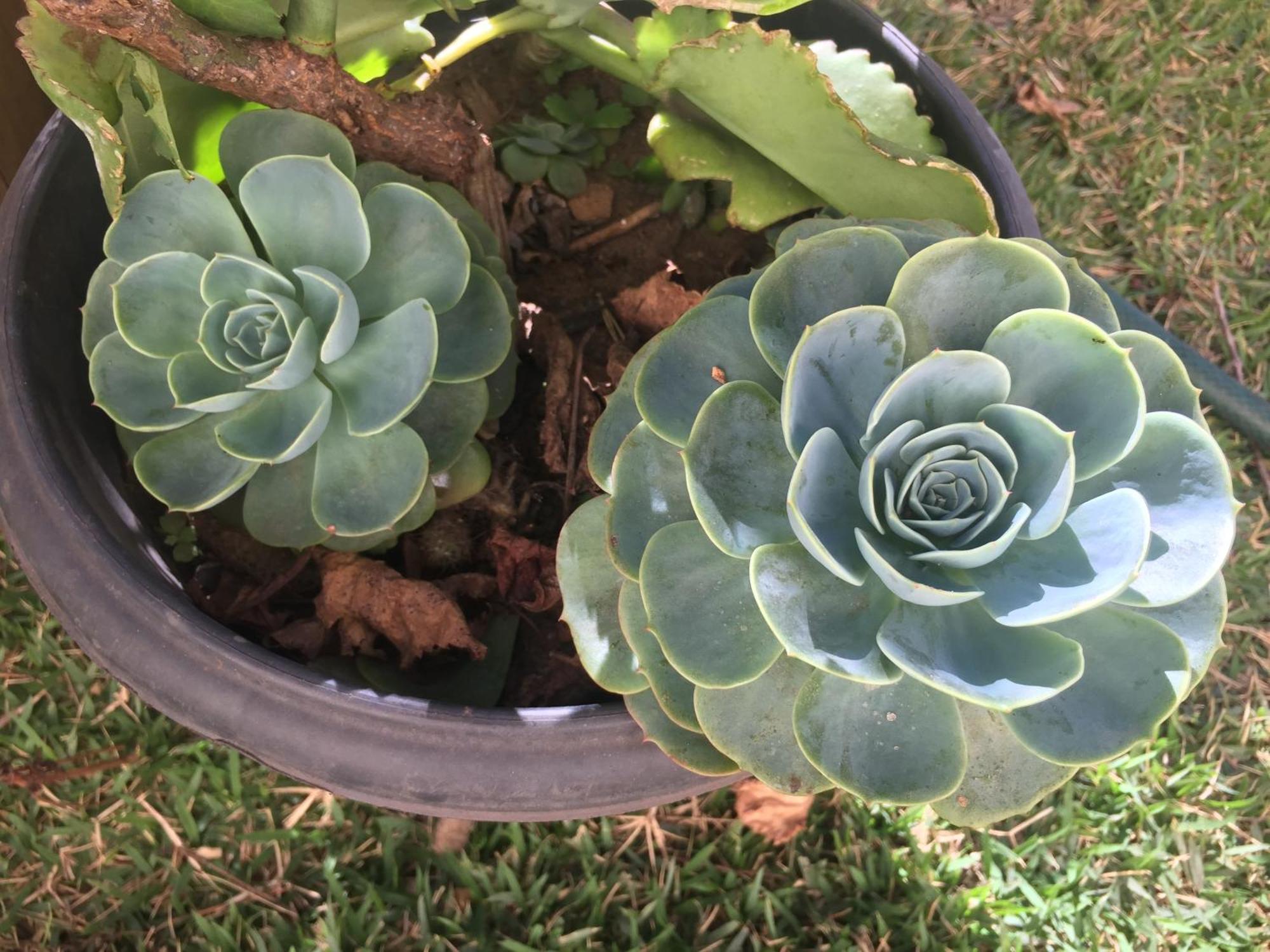 Pe De Manga Hospedagem Mucugê Esterno foto