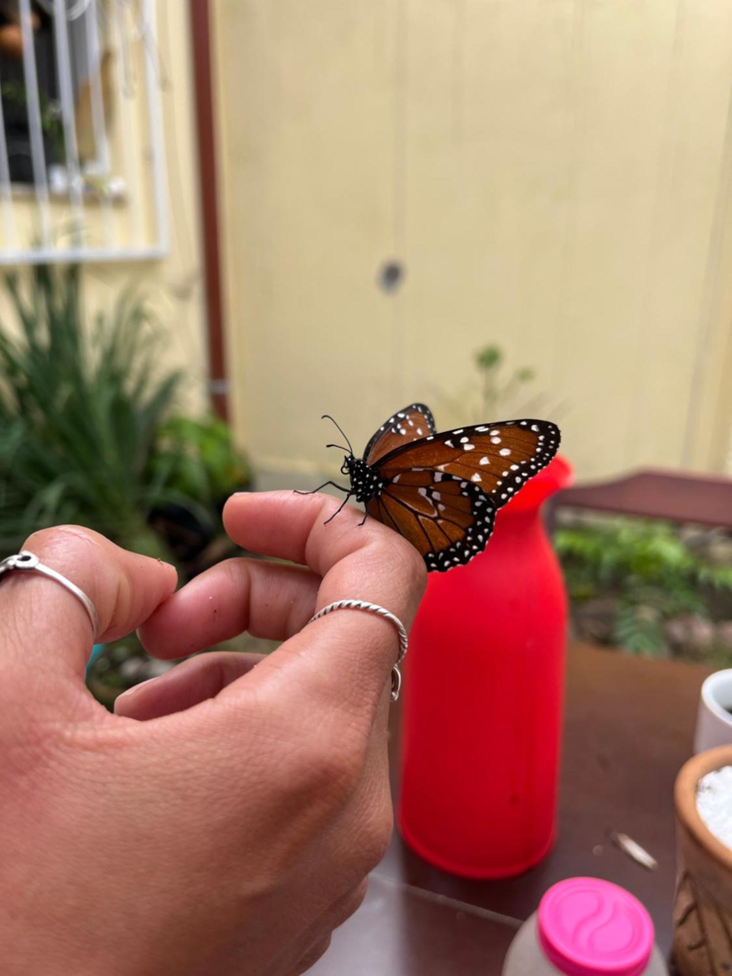 Pe De Manga Hospedagem Mucugê Esterno foto